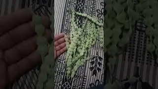 Health benefits of babool: देसी बबूल के फायदे और इसका उपयोग कैसे करें