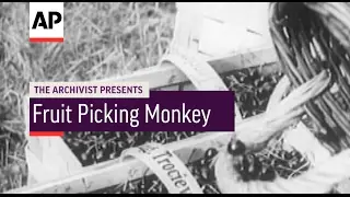 Fruit Picking Monkey - 1951 | The Archivist Presents | #85