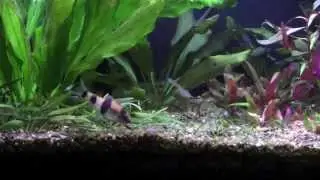 Indian Barbs