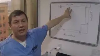 Circuito de Ecmo (Anatomia del circuito)