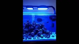 Fantastic Aquarium