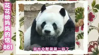 《花花给妈妈的信861》 花花来喽～#来这吸熊猫 #大熊猫和花 #大熊猫和花和叶 #熊猫花花 #大熊猫