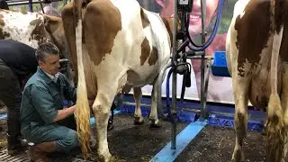 Les coulisses du Salon de l'agriculture : la traite des vaches