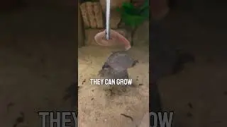Axolotls Can Regrow Limbs
