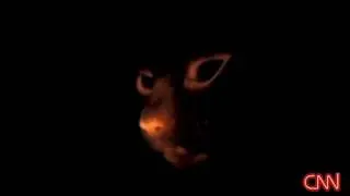 Scientists created glow in the dark cats by inserting the jellyfish protein that codes for biolumine