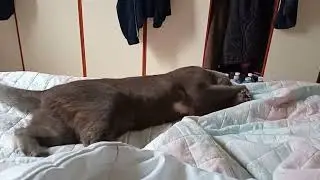 Stella e lo zeppetto