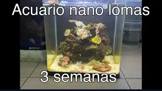 Acuario nano lomas 18 litros / 3 semanas mini reef