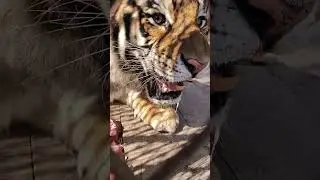 This tiger seems to be saying, 