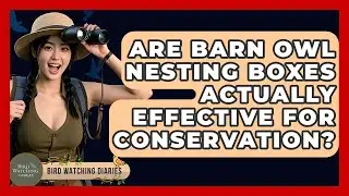 Are Barn Owl Nesting Boxes Actually Effective For Conservation? - Bird Watching Diaries