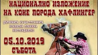 NATIONAL HAFLINGER HORSE EXHIBITION BULGARIA 2019  4K VIDEO