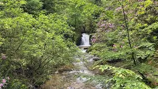 🌲 Schwarzwald / Black Forest &ndash; Geroldsau Waterfall & Rhododendron Bloom 🌸