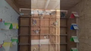 RRLofts 2018 young bird Loft