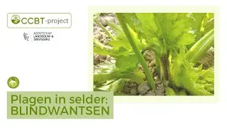 Plagen in selder: Blindwantsen