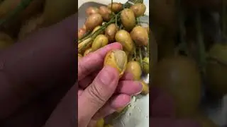 WAMPEE FRUITS #shorts #asmr #viral #trending #amazing #satisfying #fruits #yummy #food #delicious