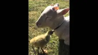 Winter the lamb and a very cheeky gosling