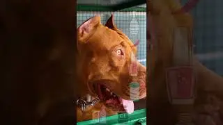 3 Things dogs hate#shorts #dog #yourdog