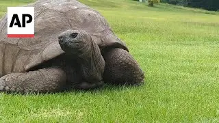 Meet the world's oldest land animal, a 192-year-old tortoise