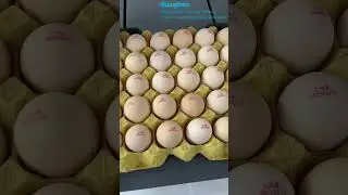 Humjihiro automatic egg thermal inkjet printer date number logo fast printing machine for tray eggs