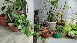 PLANTAS EM VASOS: SEU ESPAÇO VIRA UM PARAÍSO .