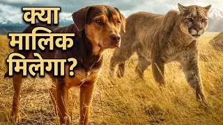 A Dog's Way Home Movie Review/Plot In Hindi & Urdu