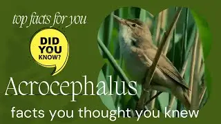 Acrocephalus Warbler facts 🦜