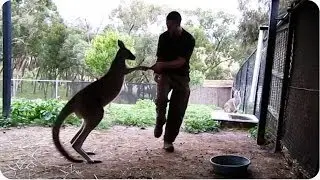 Kangaroo and Animal Trainer Spar | Cool Zoo Video