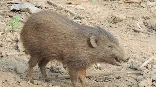 What is Pygmy hog | নল গাহৰি আচলতে কি হয় | documentary | Forest related series with Nisha