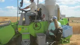Small plot wheat harvest