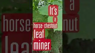 Is that horse-chestnut leaf miner damage?