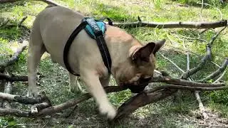 French bulldog, Jake found many lovely toys ;) !!!