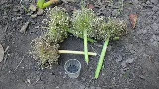 Kako sačuvati seme crnog luka