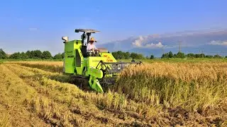 Rice Harvest In North Iran | Rice Harvest Process In Mud Farm