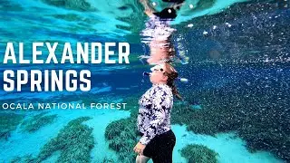 Alexander Springs National Park | Ocala National Forest | Florida Natural Spring | Swim with Fish