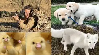 best animal and nature video compilation | november 2020 | try not to laugh | cute animals |