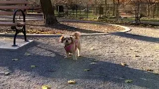 Alone at the Dog Park!!!