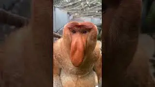 Proboscis monkeys were originally called Nakula #Changlong Proboscis Monkeys #Come to Changlong and