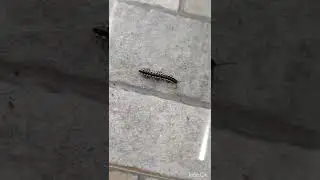 Yellow Spotted Millipede #YellowSpottedMillipede #Shorts