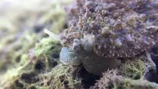 Higher terrestrial ability sea slug active in land [Peronia verruculata] 陸上能力が高いウミウシ