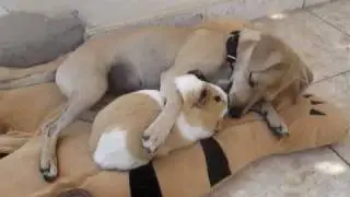 huge guinea pig and dog are in love