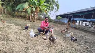 200 পিস দেশি মুরগি চাষ করলে কত টাকা লাভ ও খরচ হয়।
