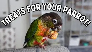 Bird Treats - What Treat Foods Should You Give Your Parrot? | TheParrotTeacher AD