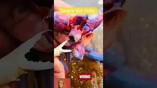 Deadly Eel Goby