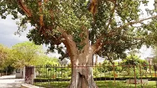 Zacchaeus' sycamore fig in Jericho ( Luke 19:1-10 - Zacchaeus the Tax Collector)
