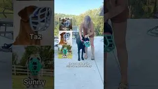 Фирменный намордник Макса от The Muzzle Movement 🩵🩷 Я купил Sunny*, и он ему очень подходит 🙌