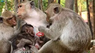 Pity Baby monkey Lori very hungry, Poor baby monkey Lori request Maria for breastfeeding