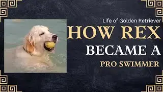 How Rex became a Pro swimmer | Life of Golden retriever