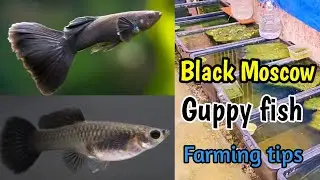 Black Moscow guppy fish breeding | black Moscow guppy fish farming tips (All in one video)
