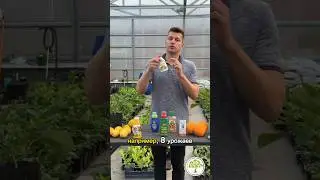 Уход за комнатным лимоном в осенний период #павловскийлимон #комнатныйлимон 🍋 pavlovolimon.ru