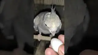 #singlefemale laying an egg😱🤔😱 #mashallah #alhumdolillah #cocatails