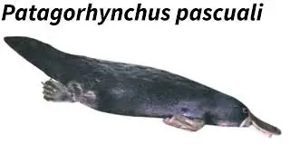 My Favorite Monotreme: Patagorhynchus pascuali